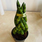Sansevieria Cylindrica In a 6.5 cm pot Cassandra's Plants