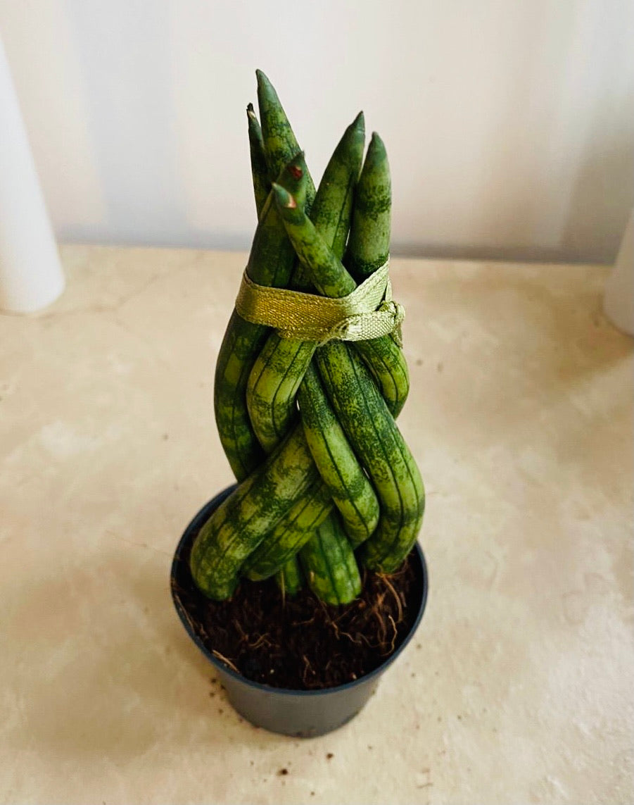 Sansevieria Cylindrica In a 6.5 cm pot Cassandra's Plants