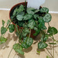 Ceropegia Woodii Durban String Of Spades 8cm Pot Cassandra's Plants