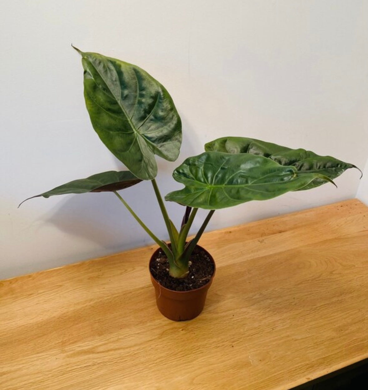 Alocasia Wentii