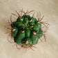 Gymnocalycium Saglionis Cassandra's Plants