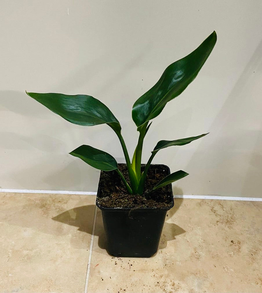 Strelitzia Reginae Bird Of Paradise in a 9cm pot Cassandra's Plants