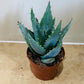 Aloe Brevifolia 8,5cm Pot Cassandra's Plants