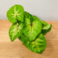Syngonium Podophyllum Berry Allusion  in 7cm pot Cassandra's Plants