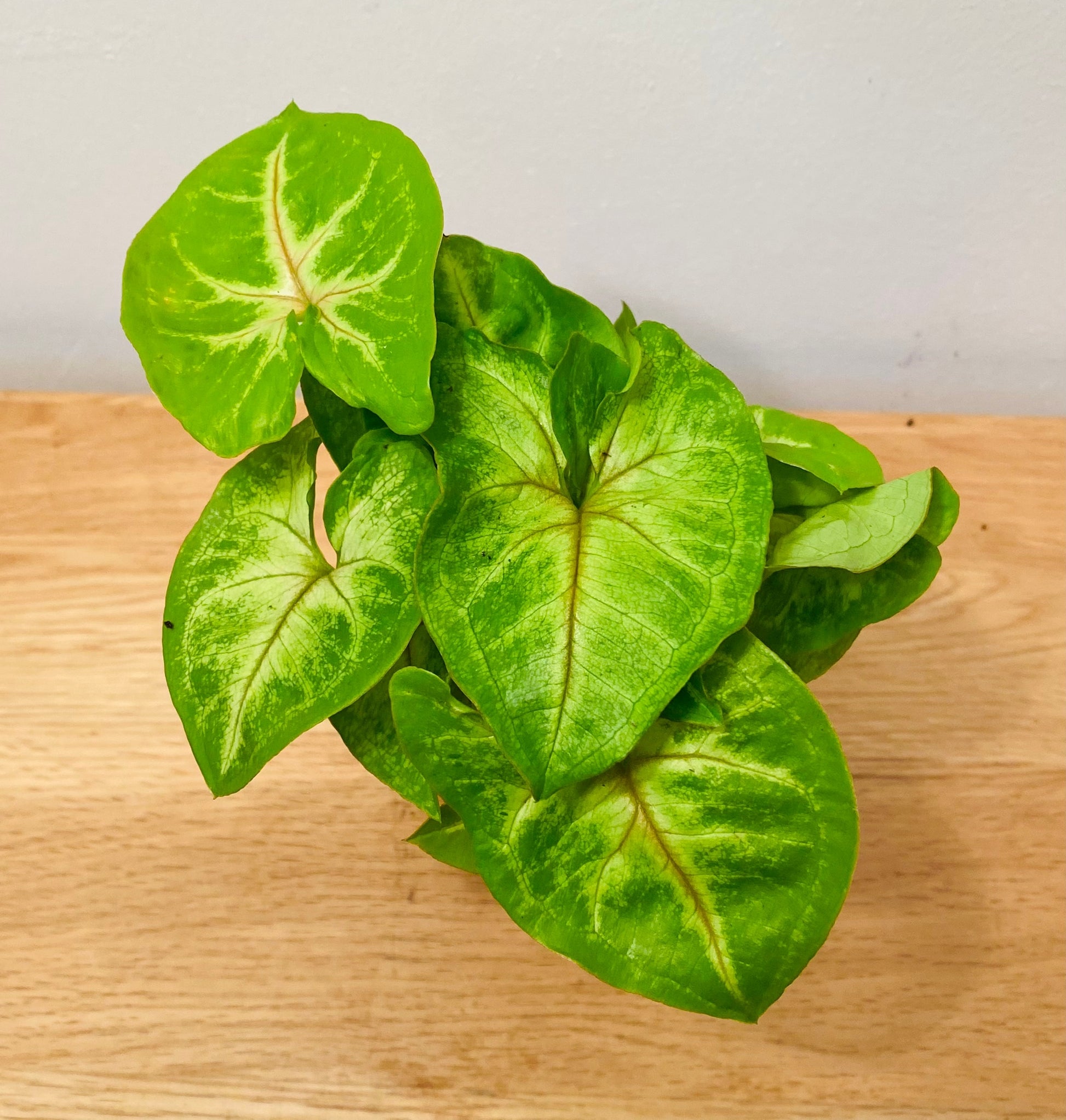 Syngonium Podophyllum Berry Allusion  in 7cm pot Cassandra's Plants