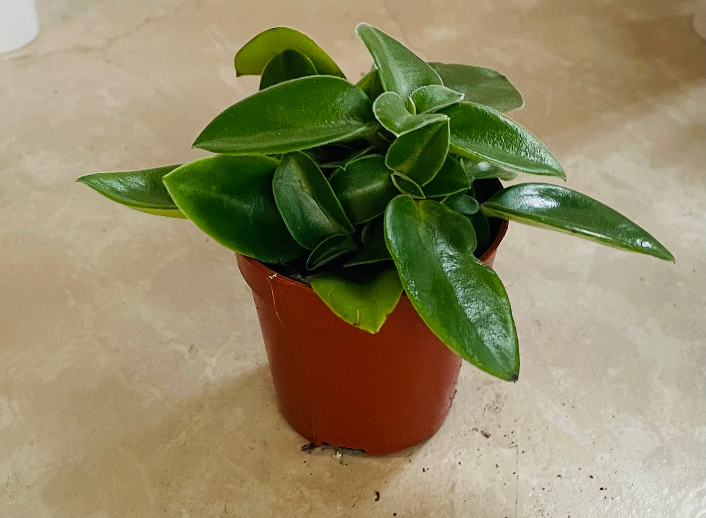 Peperomia Pixie Cassandra's Plants