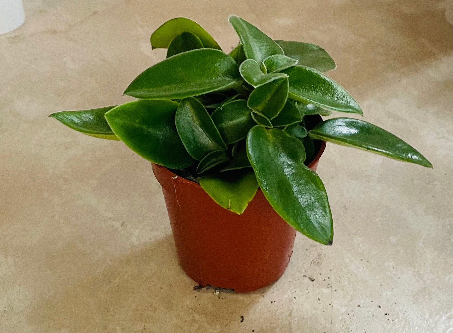 Peperomia Pixie Cassandra's Plants