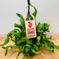 Epiphyllum Guatemalense Curly Locks 15cm Hanging Pot Cassandra's Plants