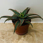 Aloe Christmas Carol 10.5cm Pot Cassandra's Plants