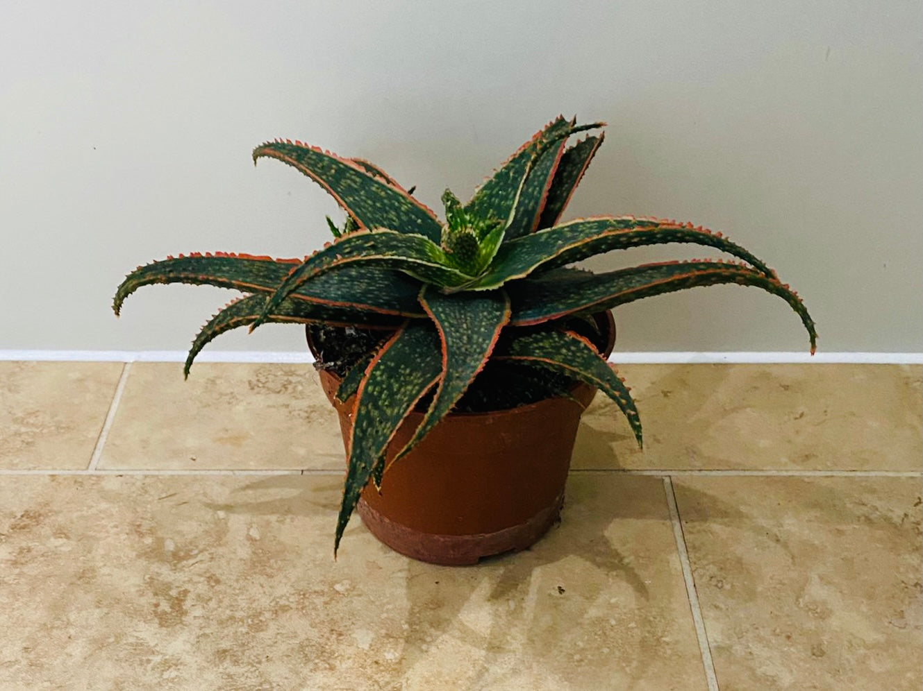 Aloe Christmas Carol 10.5cm Pot Cassandra's Plants