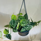 Scindapsus Pictus Argyraeus Cassandra's Plants