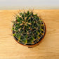 Hamatocactus Hamatocanthus Cactus in 5.5cm Pot Cassandra's Plants