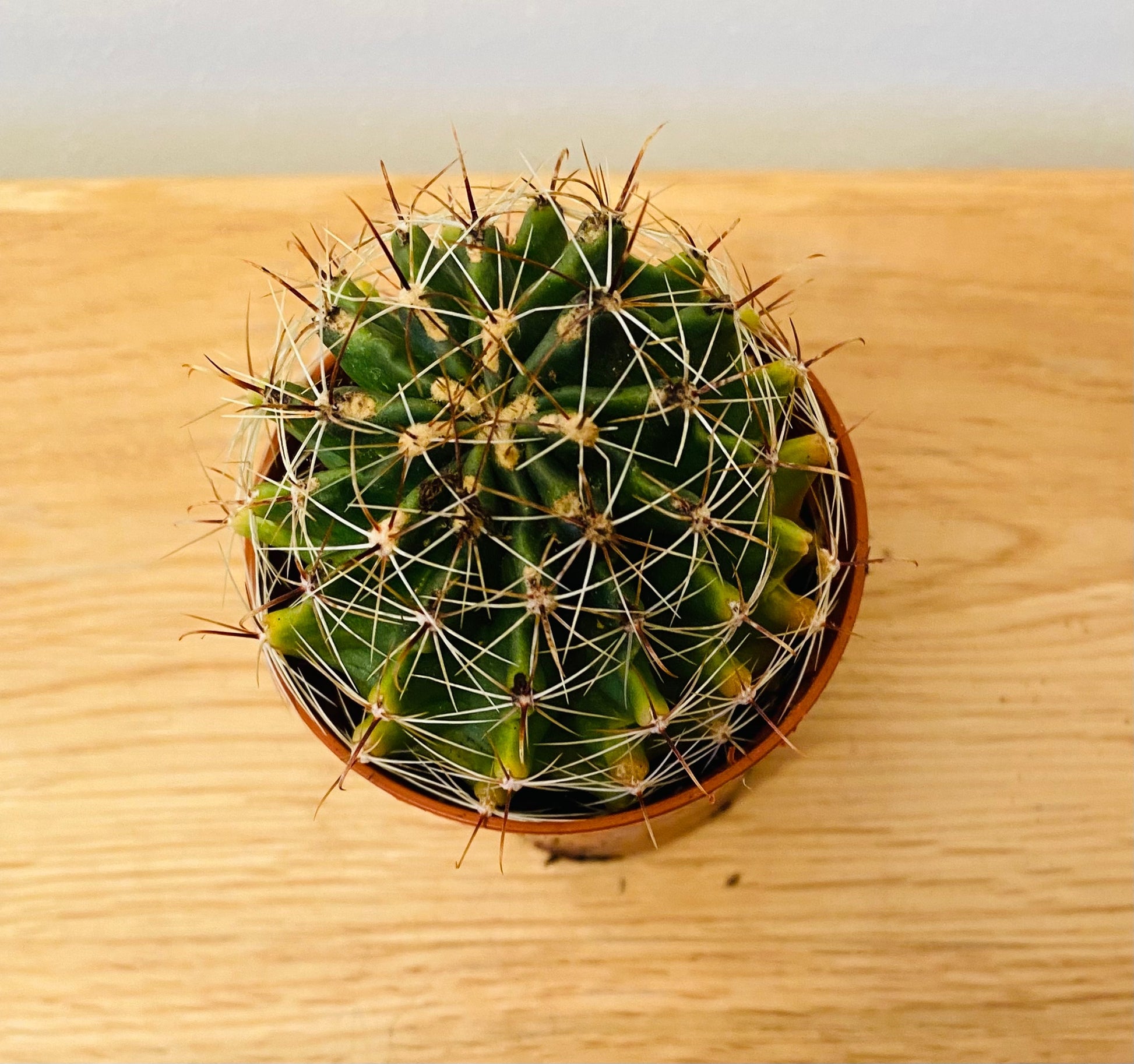 Hamatocactus Hamatocanthus Cactus in 5.5cm Pot Cassandra's Plants