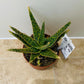 Aloe Dannyz 10.5cm Pot Cassandra's Plants