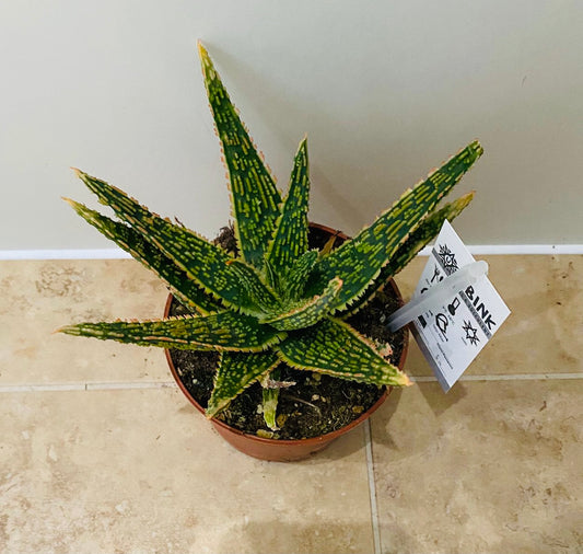 Aloe Dannyz 10.5cm Pot Cassandra's Plants