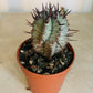 Euphorbia Horrida Snowflake in a 5.5cm Pot Cassandra's Plants 