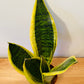 Sansevieria Trifasciata Laurentii