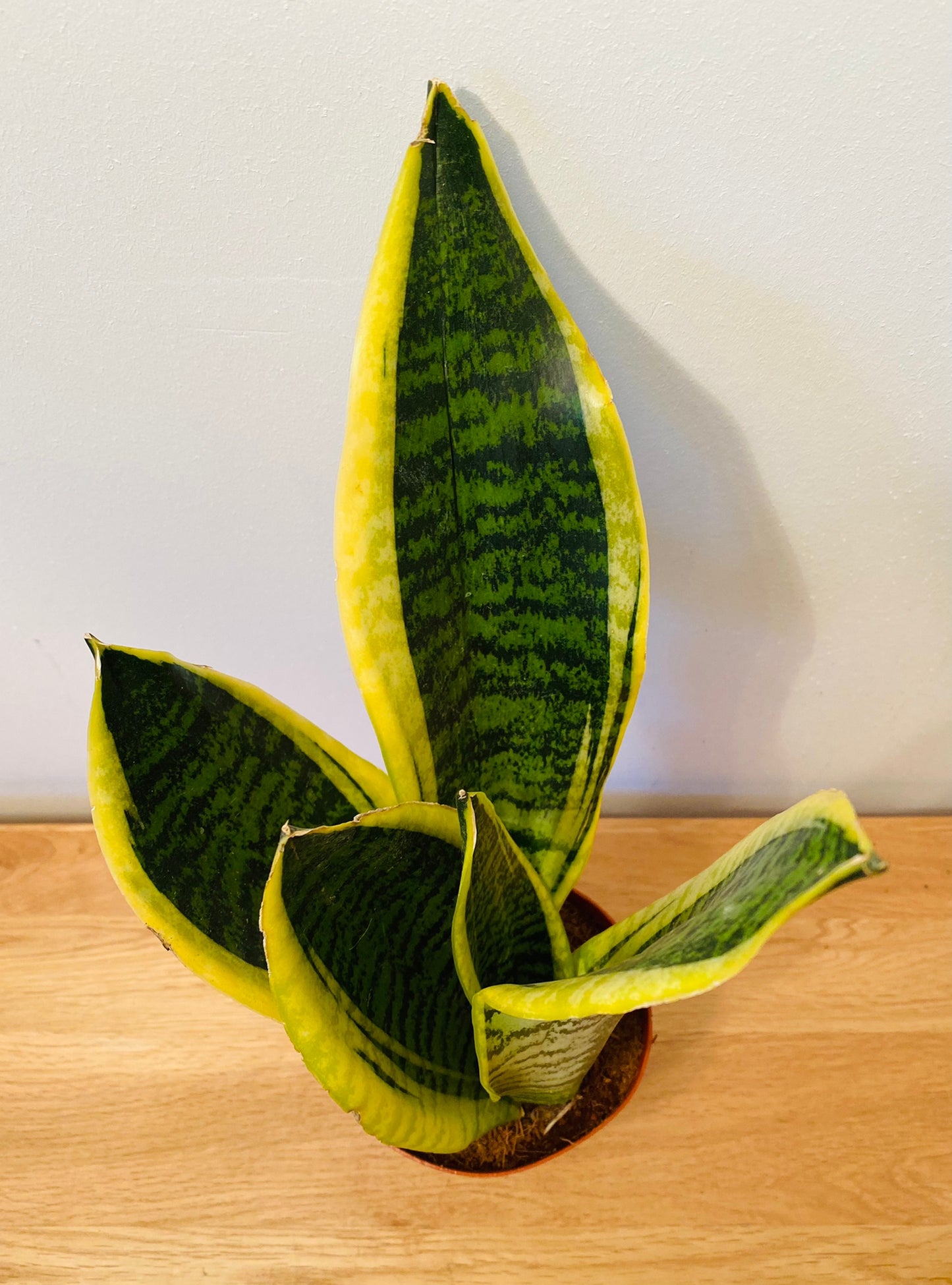 Sansevieria Trifasciata Laurentii