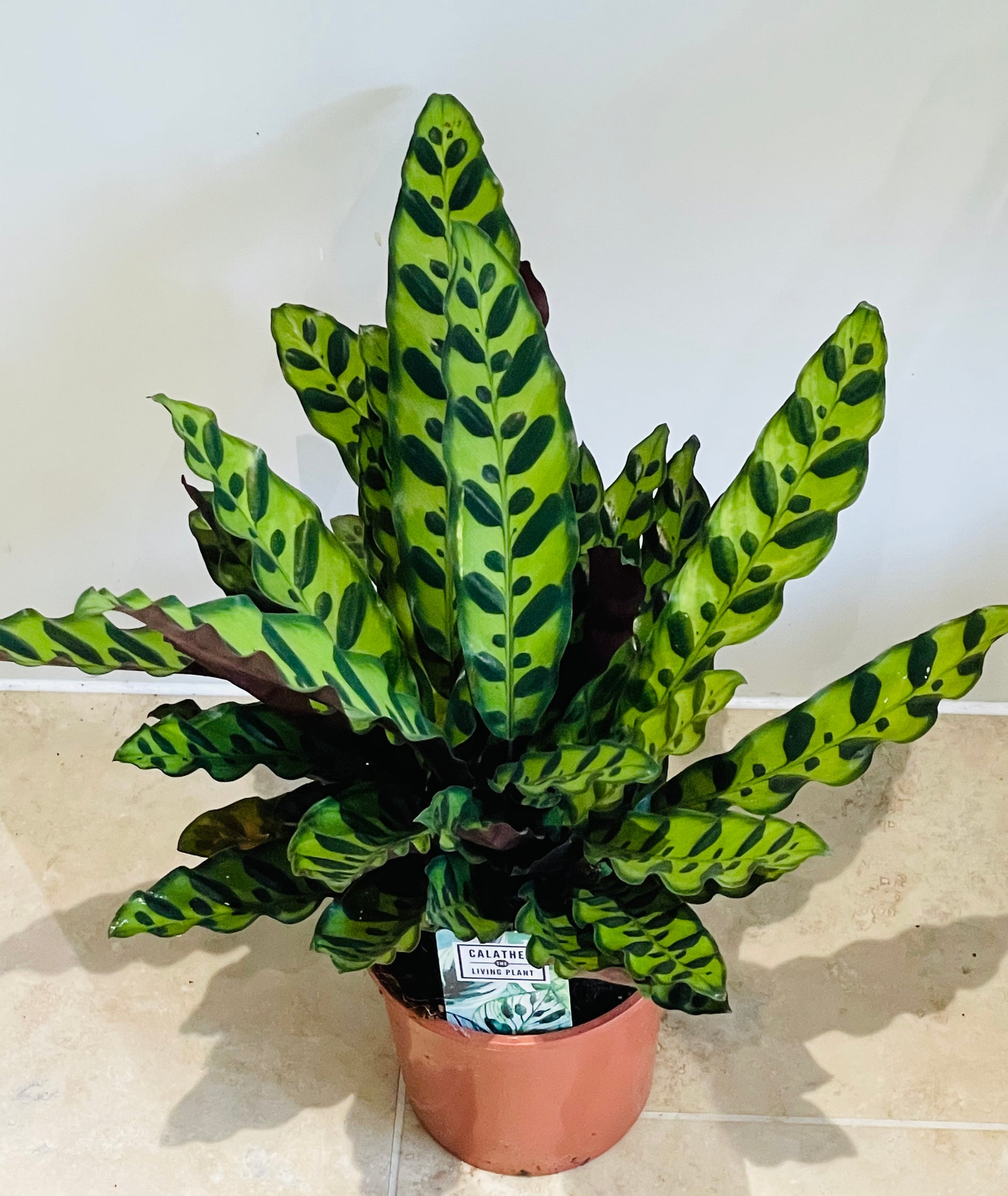 Calathea Lancifolia Rattle Snake 14cm Pot Cassandra's Plants 