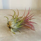 Tillandsia Ionantha Guatemala Cassandra's Plants