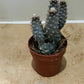 Opuntia Strobiliformis In a 5.5cm pot Cassandra's Plants