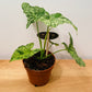 Syngonium Mojito in a 12cm Pot Cassandra's Plants