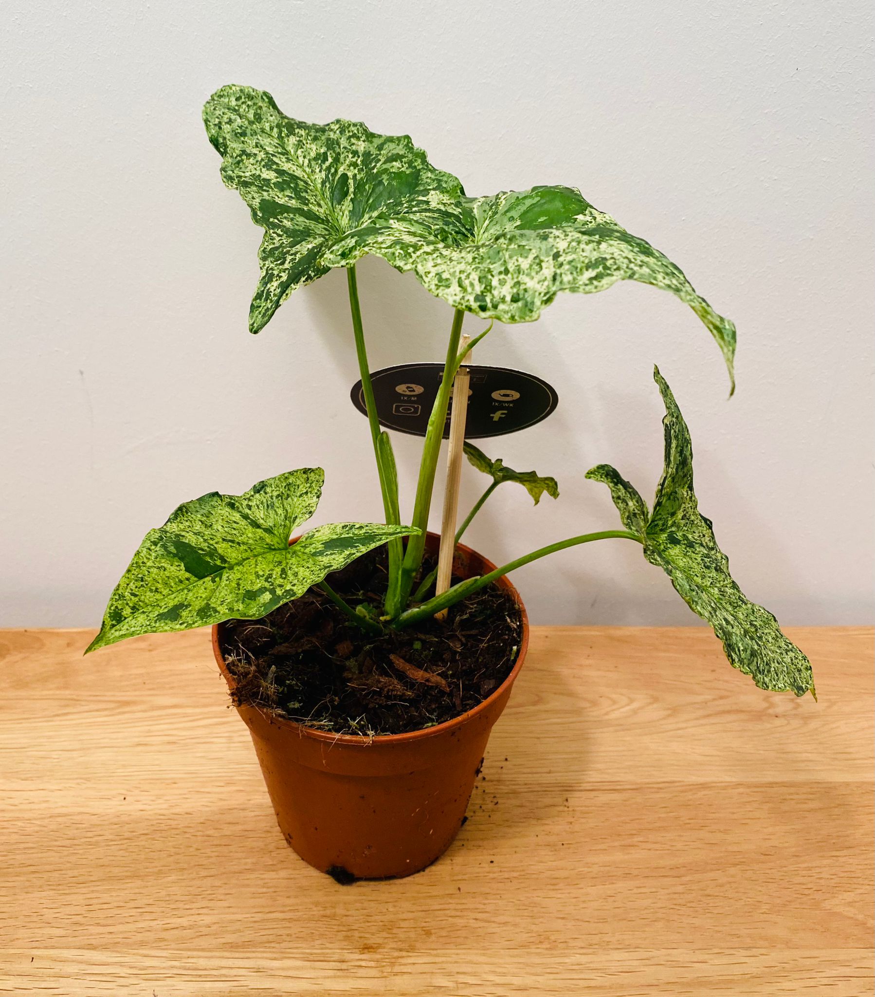 Syngonium Mojito in a 12cm Pot Cassandra's Plants