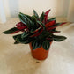 Peperomia Caperata 'Rosso' Cassandra's Plants