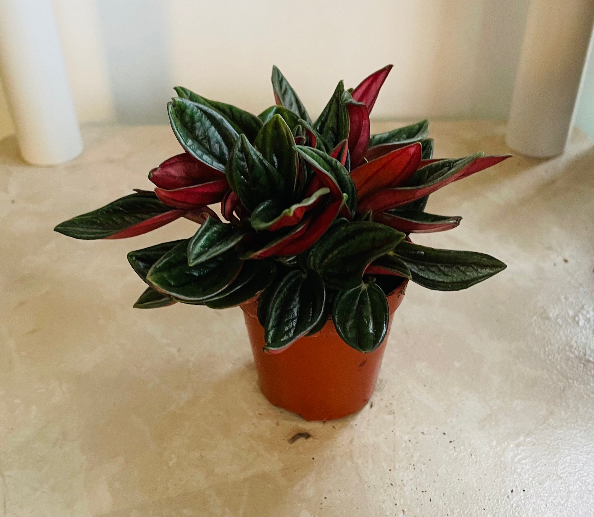 Peperomia Caperata 'Rosso' Cassandra's Plants