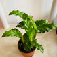 Calathea Rufibarba Blue Grass 7cm Pot Cassandra's Plants