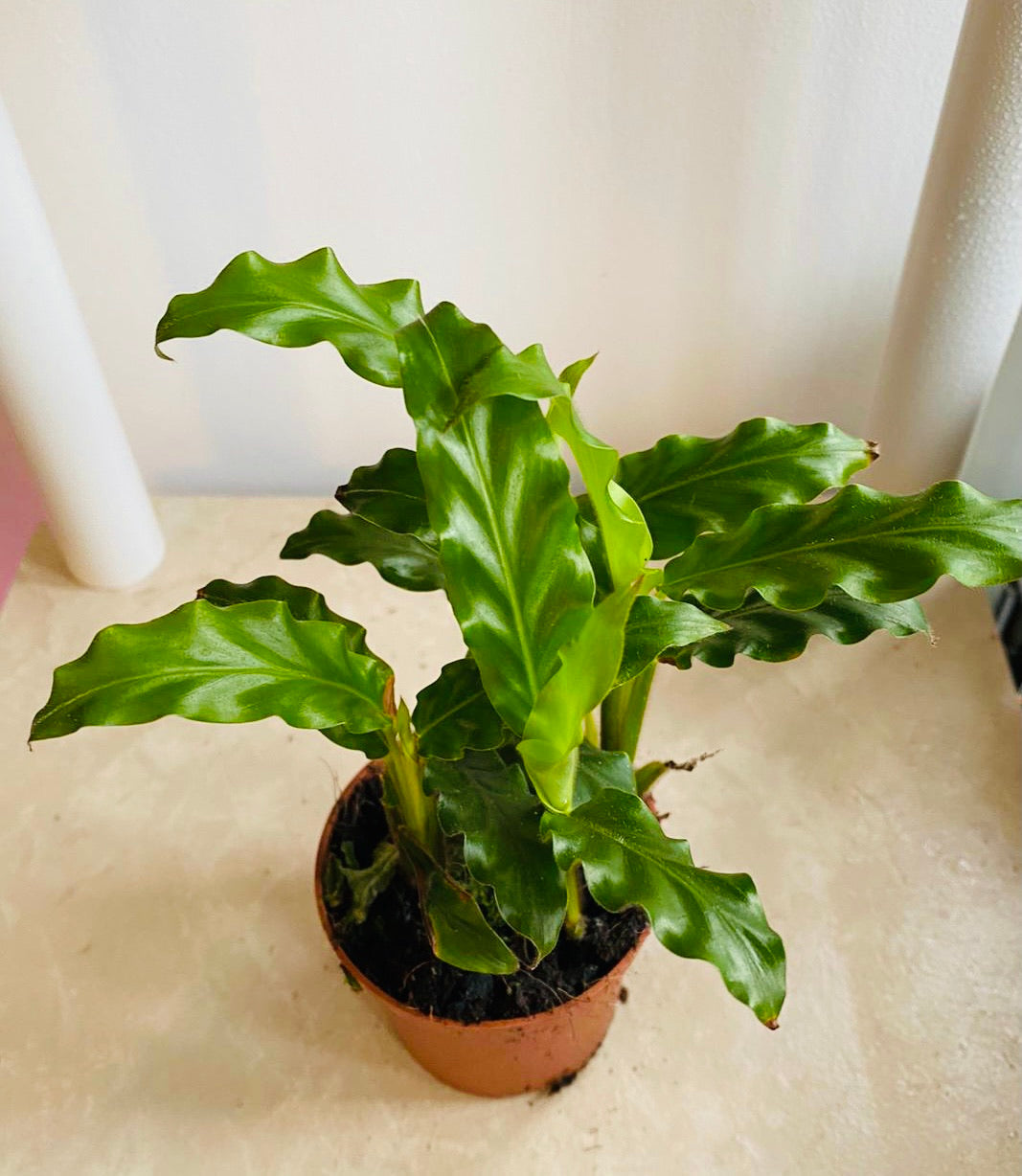 Calathea Rufibarba Blue Grass 7cm Pot Cassandra's Plants