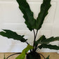 Alocasia Lauterbachiana 19cm Pot Cassandra's Plants