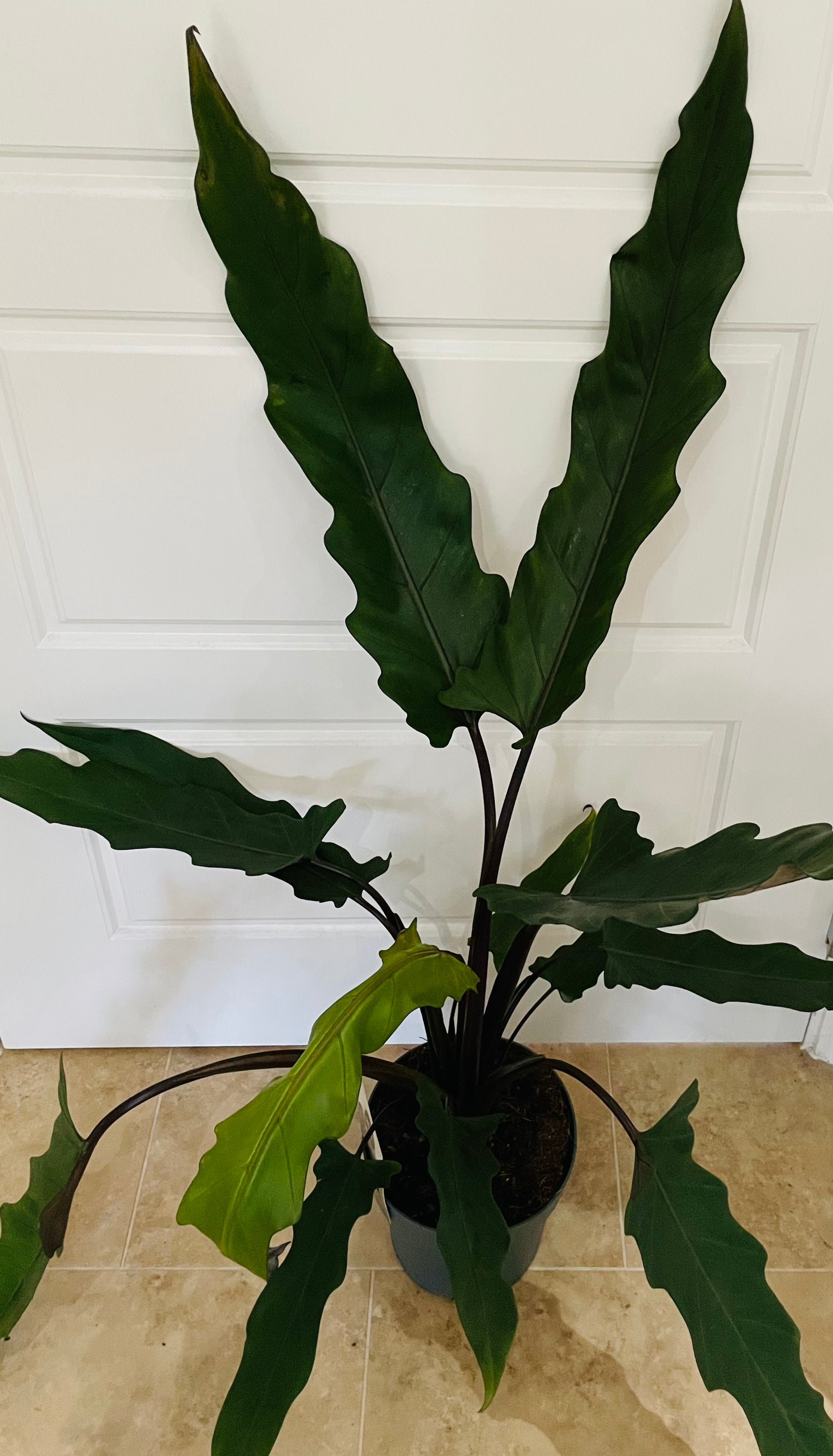 Alocasia Lauterbachiana 19cm Pot Cassandra's Plants