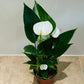 Anthurium Adraeanum White Flamingo Flower in a 7cm pot
