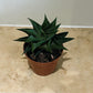 Haworthia Limifolia Fairy Washboard 8.5cm Pot Cassandra's Plants