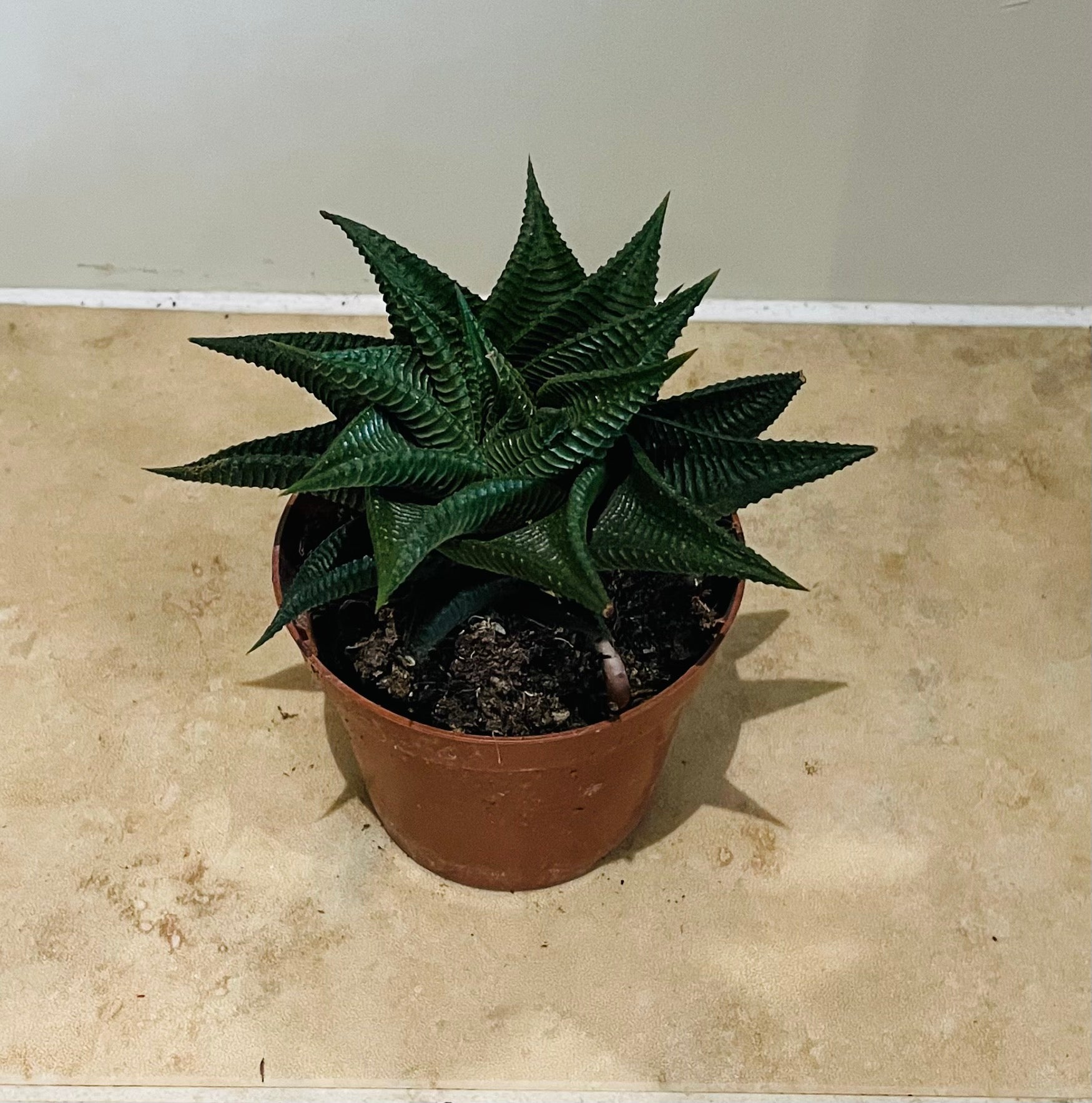 Haworthia Limifolia Fairy Washboard 8.5cm Pot Cassandra's Plants