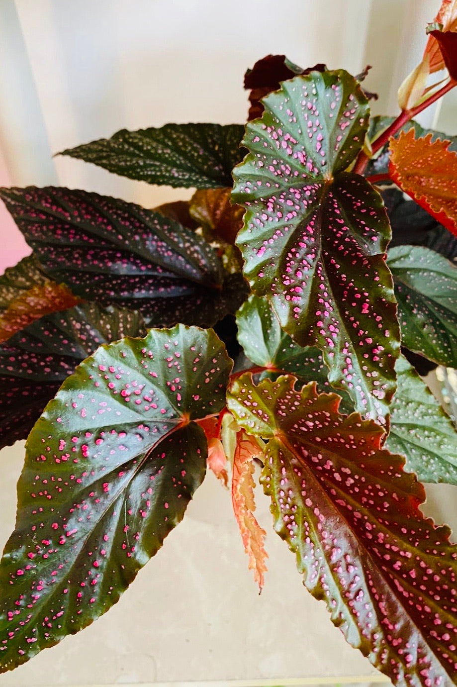 Begonia Benigo Pink Polka Dot 14cm Pot Cassandra's Plants