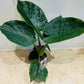 Alocasia Wentii 19cm Pot Cassandra's Plants