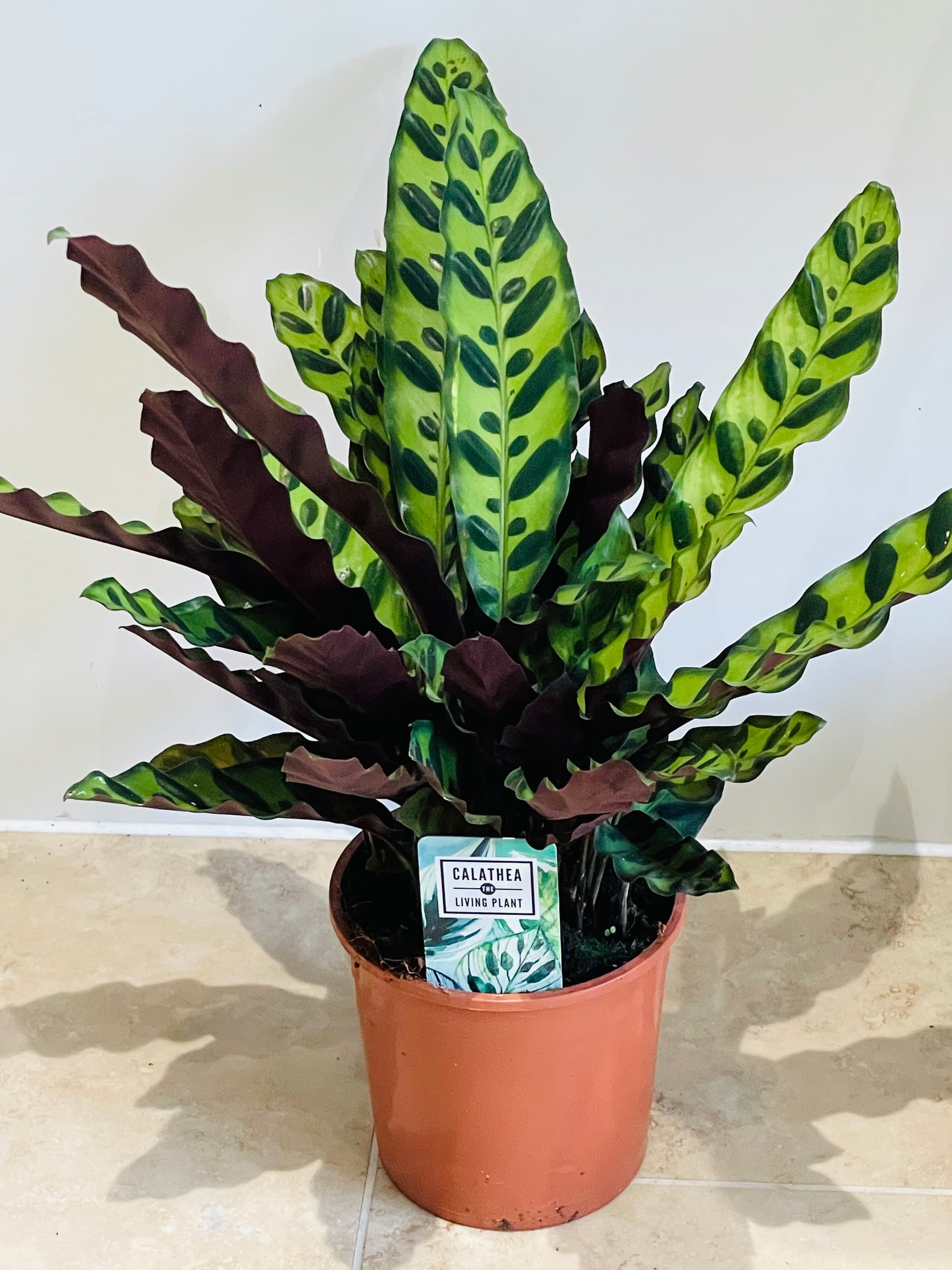 Calathea Lancifolia Rattle Snake 14cm Pot Cassandra's Plants 