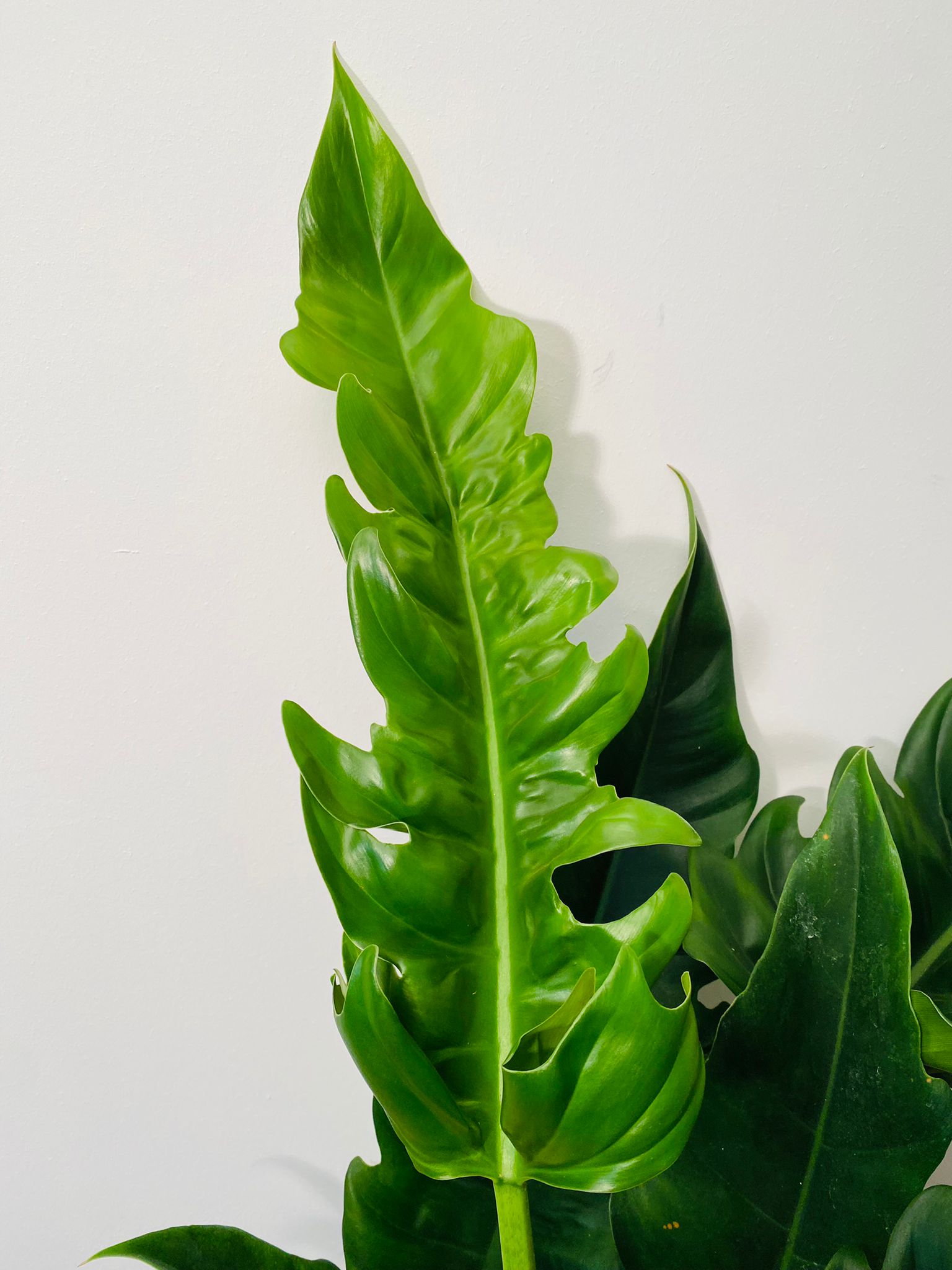  Philodendron Narrow Escape in a 17cm pot Cassandra's Plants