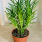 Euphorbia Loricata Cassandra's Plants