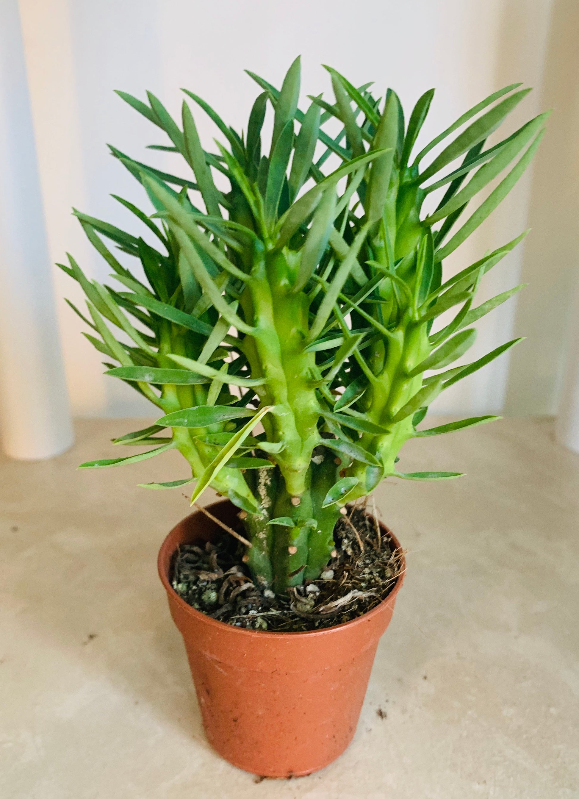 Euphorbia Loricata Cassandra's Plants
