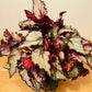 Begonia Rex “Red Dwarf” 13cm Pot Cassandra's Plants