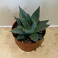 Haworthia Savanna in a 9cm pot Cassandra's Plants