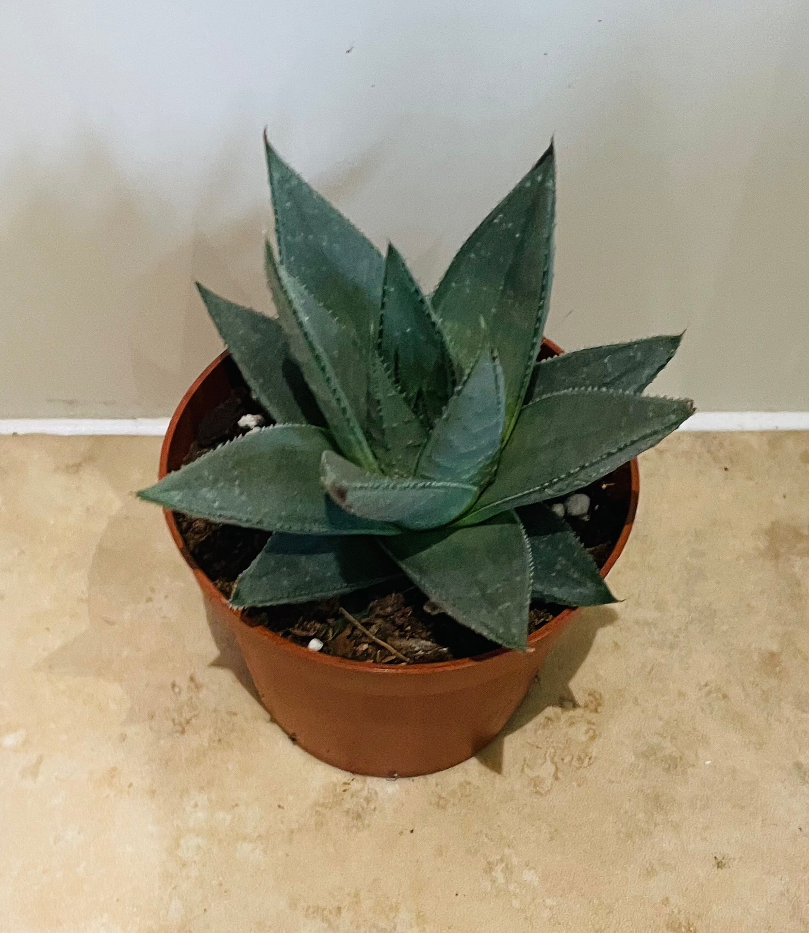 Haworthia Savanna in a 9cm pot Cassandra's Plants