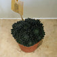 Sinocrassula Yunnanensis in a 10cm pot Cassandra's Plants