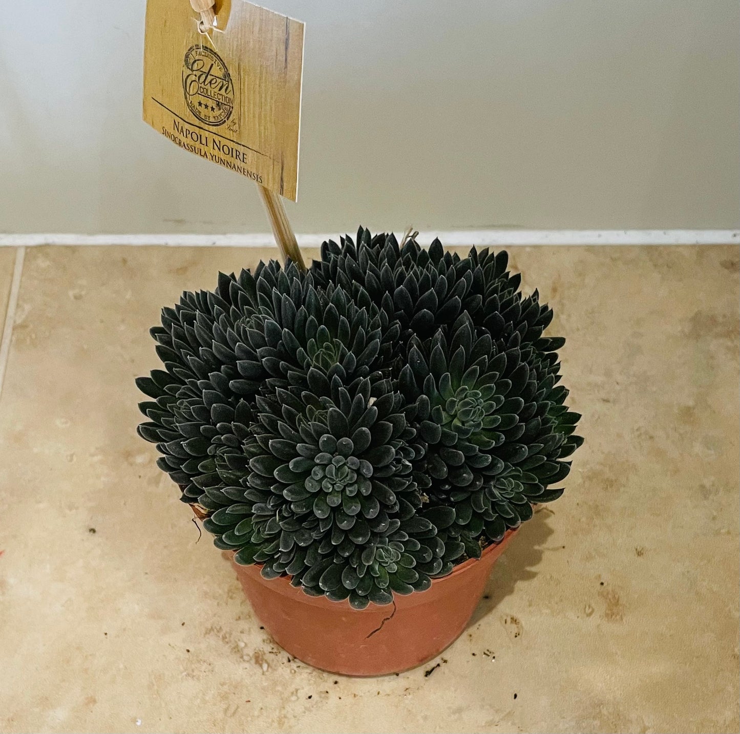 Sinocrassula Yunnanensis in a 10cm pot Cassandra's Plants