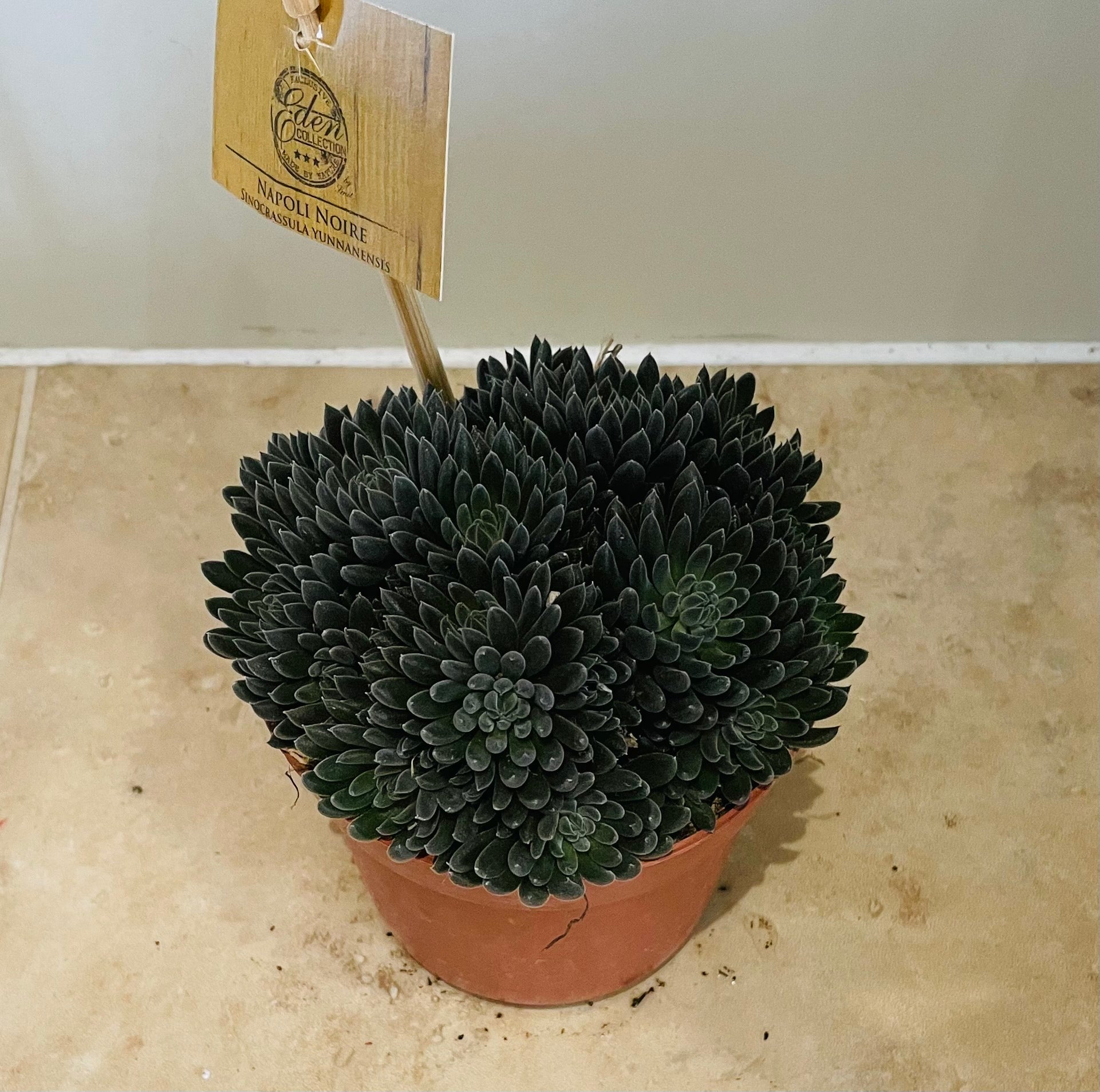 Sinocrassula Yunnanensis in a 10cm pot Cassandra's Plants