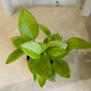 Peperomia Pixie Lime Variegated in a 7cm pot Cassandra'a Plants