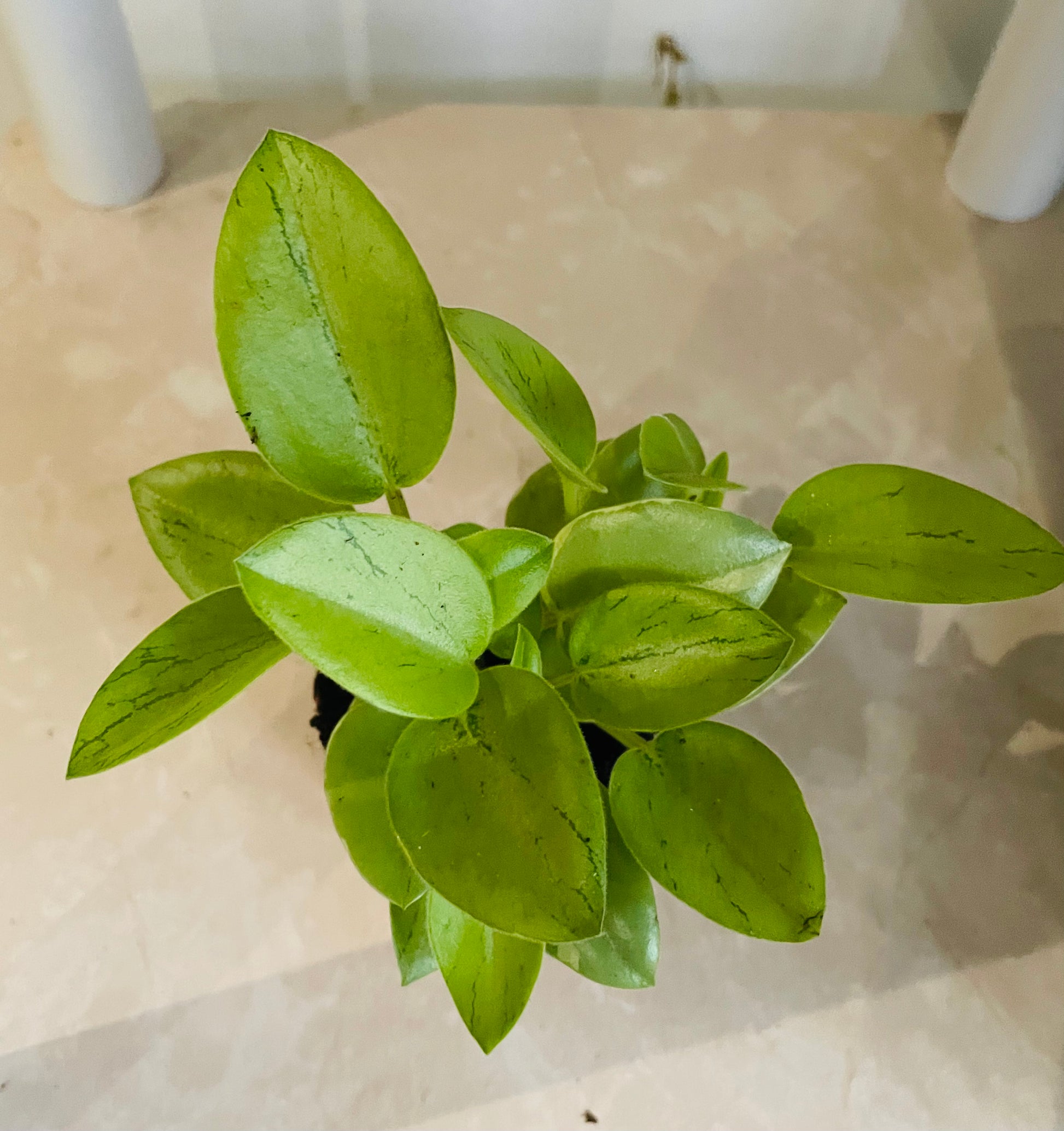 Peperomia Pixie Lime Variegated in a 7cm pot Cassandra'a Plants